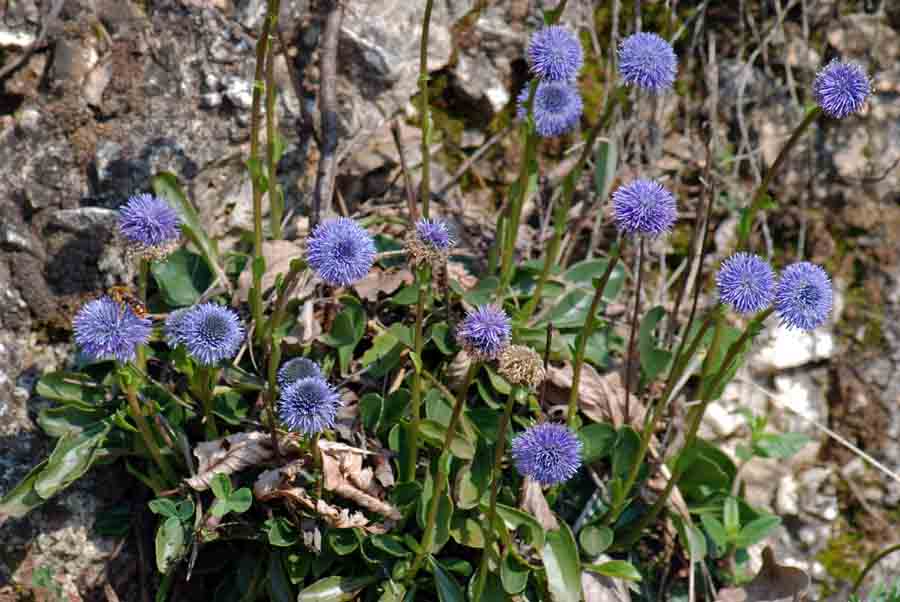 Globularia bisnagarica -  Globularia allungata